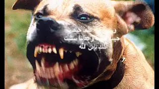 فلم سب النبي الأمريكي فيلم من المخرج الاسرائيلي 