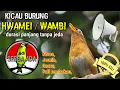 Download Lagu MASTERAN PILIHAN - Kicau Burung Hwamei / Wambi | Keras, Jernih, full Tembakan, Durasi Panjang