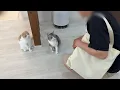 Lagu 遊びに来たお客さんが期待してた人と違った時の猫たちの反応が可愛すぎたw