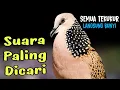 Lagu Suara Burung Tekukur Gacor Khusus Pancingan Yang Malas Bunyi - Putar Langsung Nyahut