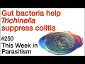 Download Lagu TWiP 250: Gut bacteria help Trichinella suppress colitis