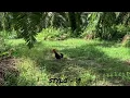 Lagu Pikat Ayam Hutan Stylo Tapau Ke 19, Tapau Minit Laman Koperasi Berhad, Sehari Tapau 3 Part 2
