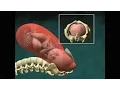 Download Lagu Vaginal Childbirth (Birth)