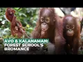 Orangutan Bromance: Avo \u0026 Kalanaman!