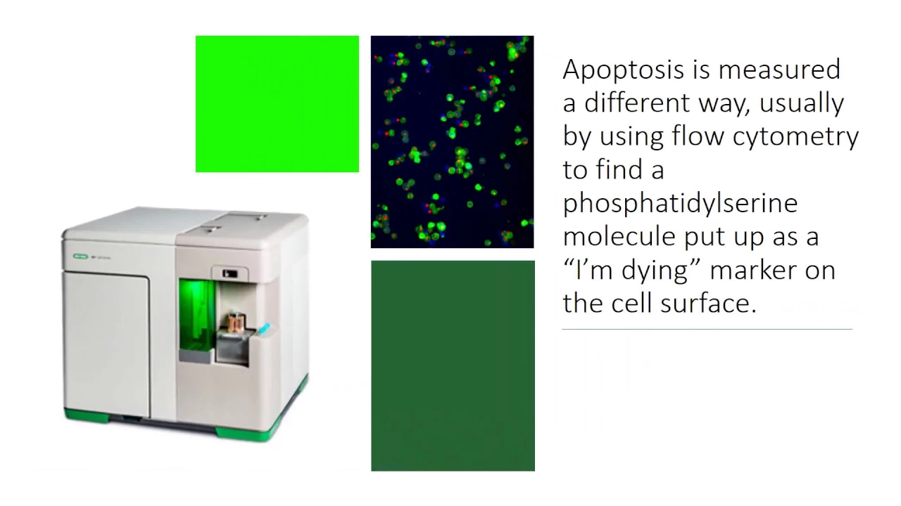 What is cell viability?