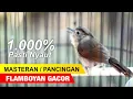 Download Lagu PANCINGAN ATAU MASTERAN FLAMBOYAN JANTAN GACOR NEMBAK PANJANG