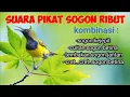 Suara Pikat Sogon Ribut Kombinasi Sogon Kejepit Request om Dika Prata