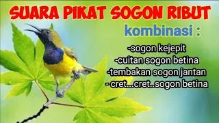 Download Suara Pikat Sogon Ribut Kombinasi Sogon Kejepit Request om Dika Prata MP3