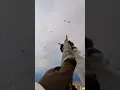 Download Lagu Snow Goose Hunting 2024 with Claudio Ongaro| 250 Club | #huntongaro #hevishot #benelli @Cabela-s