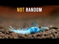 Here s Why Aquarium Shrimp DIE Even When Everything Looks Fine