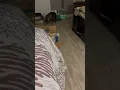 Download Lagu Sneaky Hector #hector #kitten #funnyanimals #cute