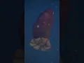 Download Lagu At home in the deep sea 🌊