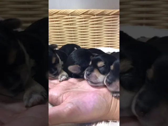動画