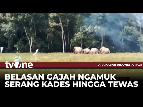 Kepala Desa di Lampung Timur Tewas Diamuk Kawanan Gajah