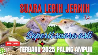 suara pikat prenjak lumut terbaru 2025 terbukti ampuh 