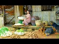 Download Lagu 6 Days Of Plant, Harvest, Sell, Cook With Bean Sprouts, Cassava, White Radish