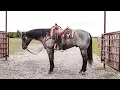 Lot SHOWTIMES NITRO offered by Andrew Stubbs Best of Texas Premier Horse Sales