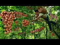 Download Lagu Vietnamese guy and smart dog go to the forest to harvest wild grapes /Thanh Nhan TV