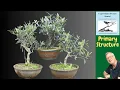 How HARD should I cut back my Olive to create a GOOD Bonsai Structure