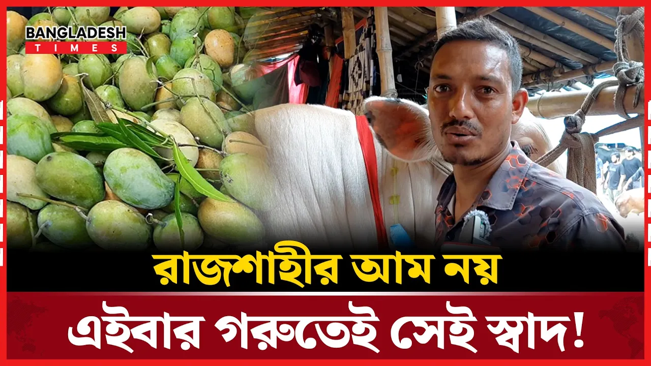 হিমসাগর আমের মতো আমার গরু! গরু থেকে আমের স্বাদ পাবেন!
