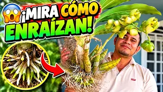 🔥 El SECRETO para sembrar ORQUÍDEAS en TRONQUITOS | ¡Raíces y flores increíbles!