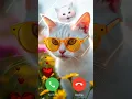 Lagu John Cat RINGTONE 😜 Effect Call Back Effect #shorts #ringtone #cat