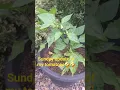 Download Lagu IT'S SUNDAY UPDATE MY TOMATOES|GARDENING 🥵🥵