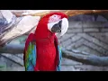 Beautiful Relaxing Music 🍀Deep Healing and Stress Relief, Nature Sounds for Deep Relaxation