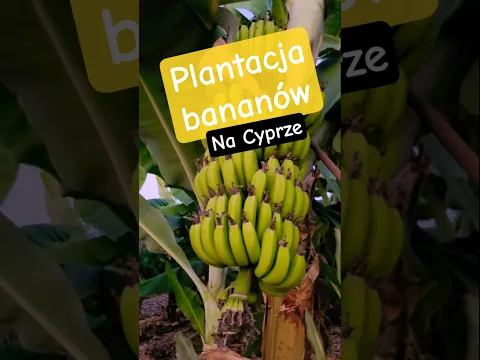 Egzotyczny Cypr! 🍌 Jak rosną banany w Paphos?