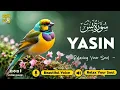 Download Lagu Relaxing Surah Yasin for Sleep, Depression, \u0026 Anxiety ✦ Surah Yaseen سورة يس ✦ Mohammad Hejazi