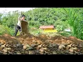 Download Lagu Stack Stone For Embankment Reinforce Eroded Pond Banks - Take Care of Flock of 100 Chickens