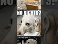 the homophobic dog
