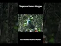 Download Lagu 🕊️ Grey-headed Imperial Pigeon at Lore Lindu National Park (Central Sulawesi)