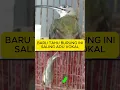 Download Lagu SUARA BURUNG PIJANTUNG TARUNG VOKAL KERAS \u0026 KASAR