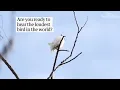 White bellbird: listen to the world's loudest bird call