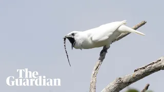                                                         دندنها
