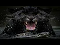 Download Lagu Black Jaguar's Brutal Hunt in the Amazon Rainforest | Cinematic Wildlife Documentary