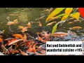 Download Lagu Koi pond  and Goldfish and wonderful Cuisine (Sano, Tochigi)
