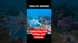 SWIMMING WITH TURTLES AND OCTAPUS! #sailing #octopus #turtle