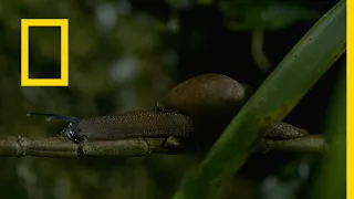 الموت قبل بزوغ الفجر الأشياء الأكثر غرابة ناشونال جيوغرافيك أبوظبي 