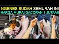 Lagu 😥 NGENES HARGA SDH SEMURAH INI MURAI GACORAN CUMA 1 JUTAAN DI PASAR BURUNG PRAMUKA HARI INI