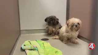 Erie County SPCA rescues 22 small dogs from Williamsville home