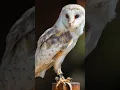 Download Lagu inilah dia suara burung hantu #hewan #hewanunikdanmenarik