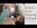 Download Lagu The Blue Chicken Meets Chewy!