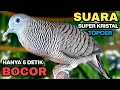 Perkutut Lokal Gacor Suara Paling Ampuh Untuk Pancingan Burung Perkutut Agar Bunyi.