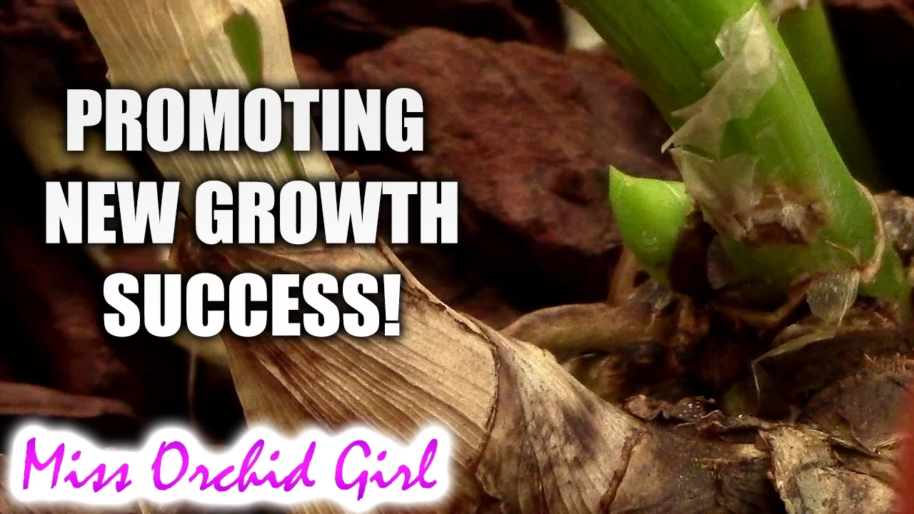 PROMOTING NEW GROWTH ON ORCHIDS EXPERIMENT SUCCESS!