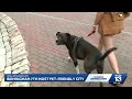 Birmingham ranked 7th most pet-friendly city in the U S