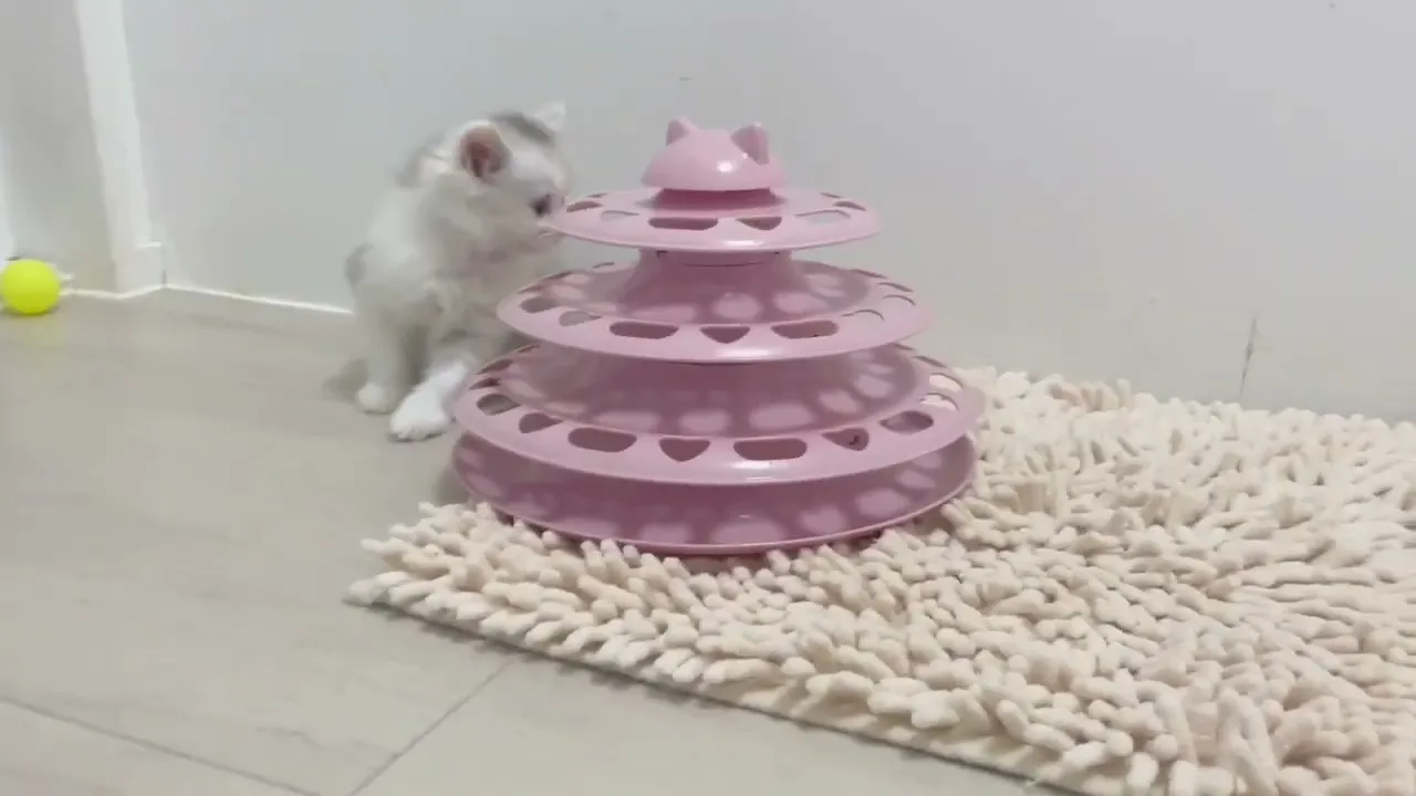 動画