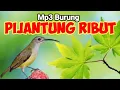 Download Lagu SUARA PIKAT BURUNG PIJANTUNG RIBUT