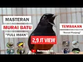 Download Lagu Masteran Murai Batu Full Isian Tembakan Durasi Panjang